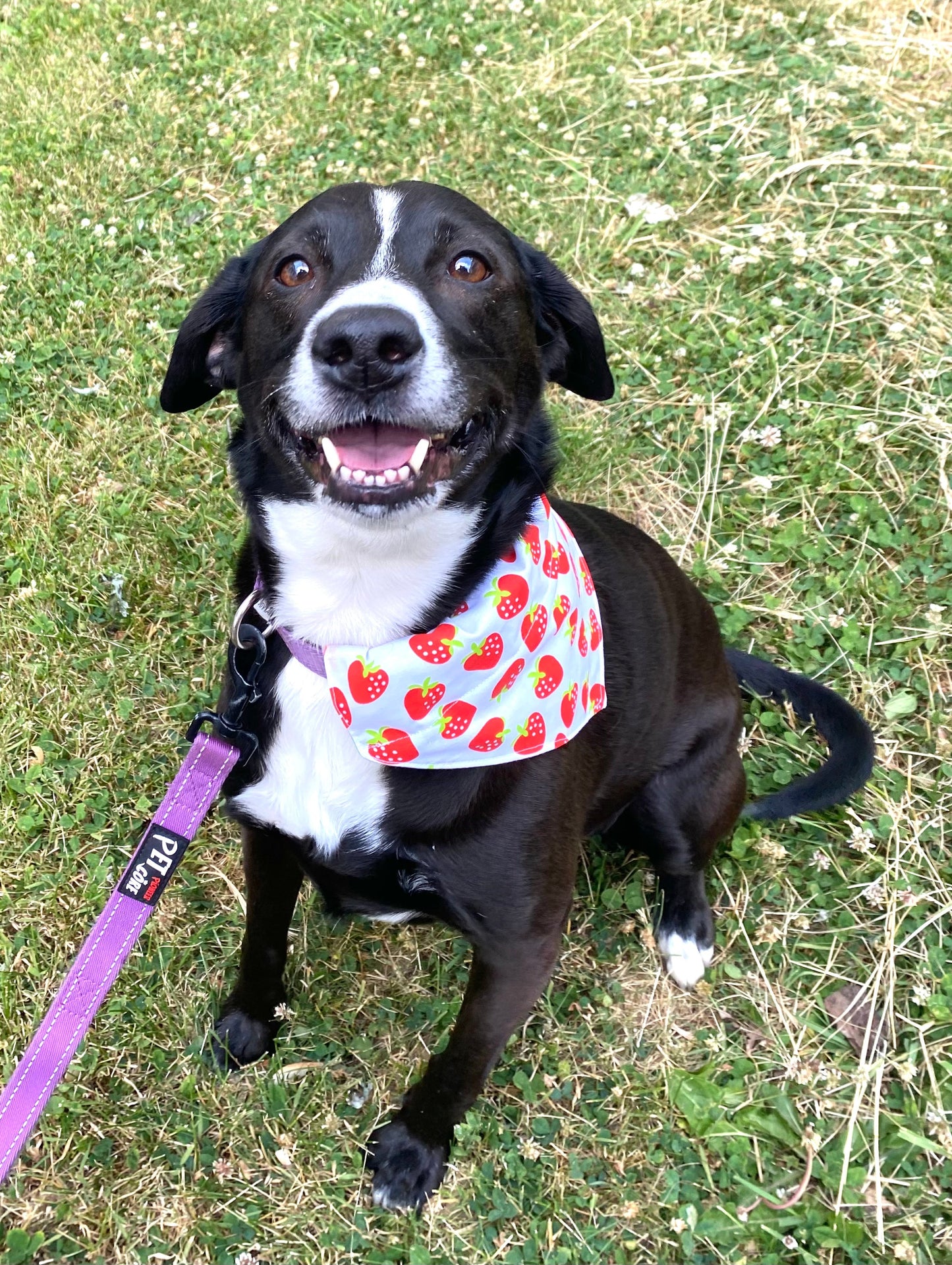 Strawberry Fields Furever Dog Bandana